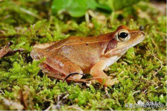 致富经一亩地赚60万（《致富经》的花式取名，巧设悬念，堪称标题党祖师级别）