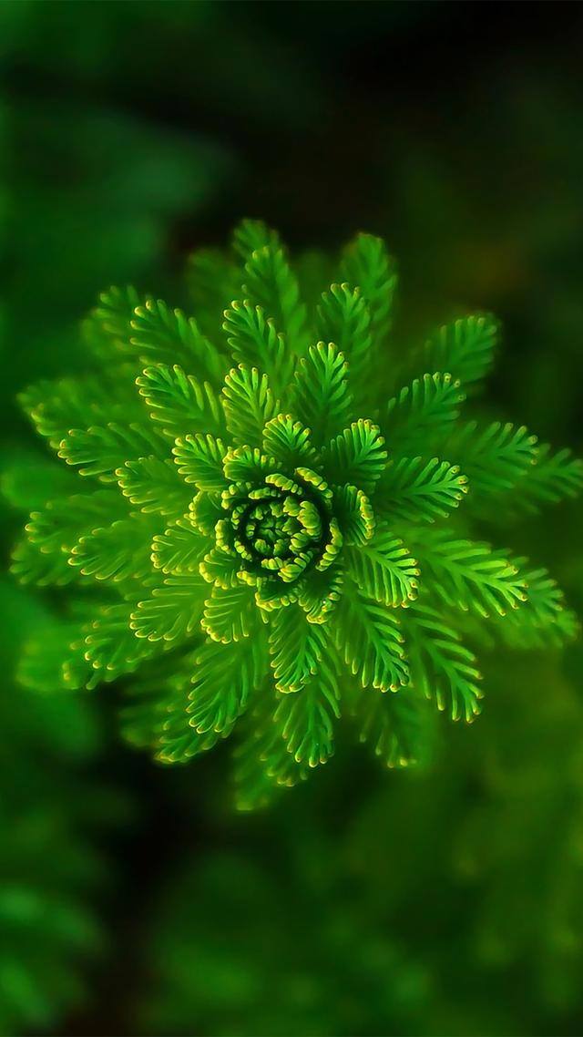 手机壁纸花（植物及花卉清新美图）