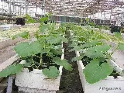 无土种植（有机生态型无土栽培技术）