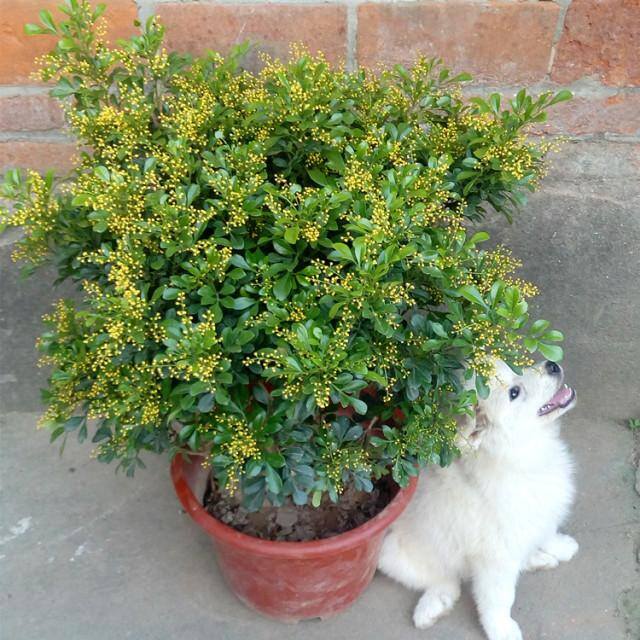 庭院花卉种植品种（最香的几种花卉植物）