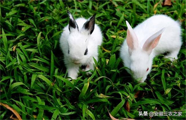 养兔子赚钱吗利润高吗（为什么养殖兔子的人越来越少了？）