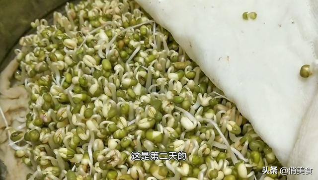 怎样发绿豆芽在家里（用重物压一下，豆芽才会又粗又壮第四：要4天，生豆芽，每天早晚又各浇一次水）