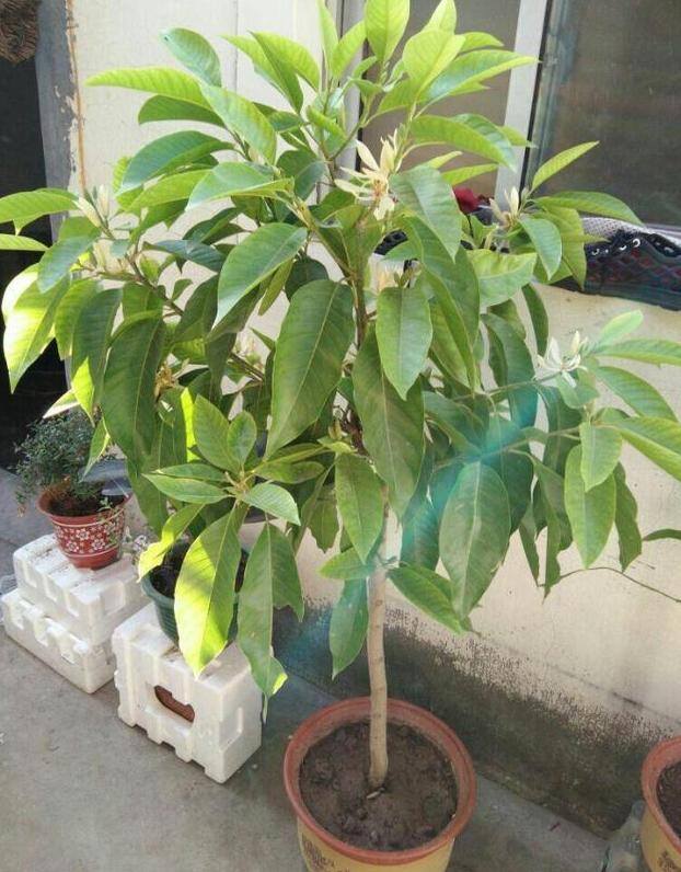 庭院花卉种植品种（最香的几种花卉植物）