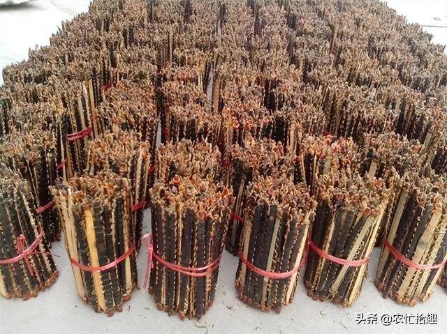 养殖蜈蚣蝎子怎么样（蜈蚣的价格越来越高，一只能卖到3.7元）