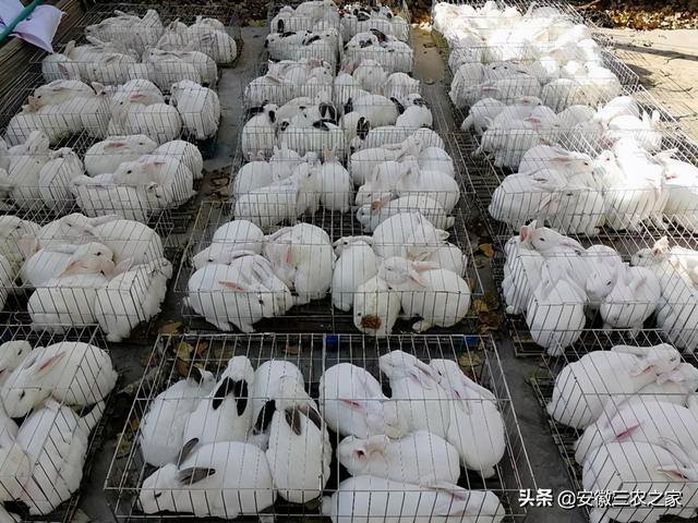 养兔子赚钱吗利润高吗（为什么养殖兔子的人越来越少了？）