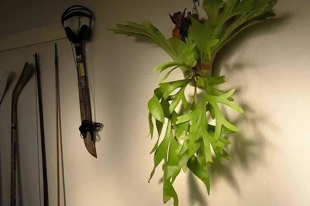 适合在家里室内养殖业（家里养这6种盆栽植物，不仅好看，而且养护容易）