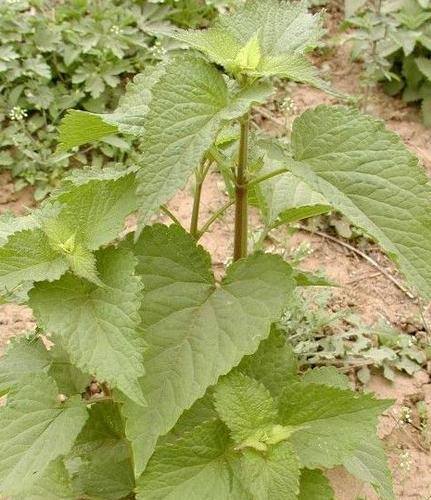 农村常见中草药300种（春天吃什么野菜？）