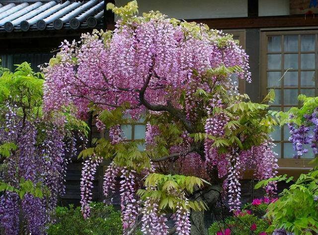 庭院花卉种植品种（最香的几种花卉植物）