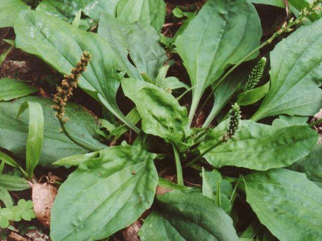 农村常见中草药300种（春天吃什么野菜？）