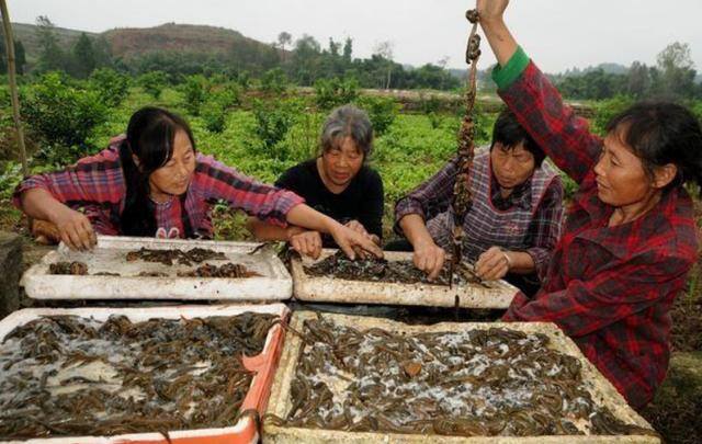 养殖水蛭一亩的利润（蚂蟥一斤就值800元，农民却不肯养，这是为什么？）