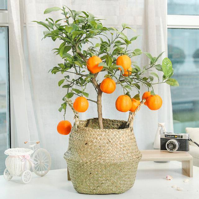 庭院花卉种植品种（最香的几种花卉植物）