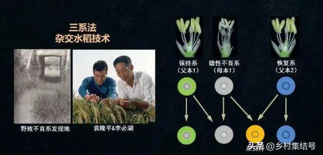 新型农业项目有哪些（新型农业种植技术）