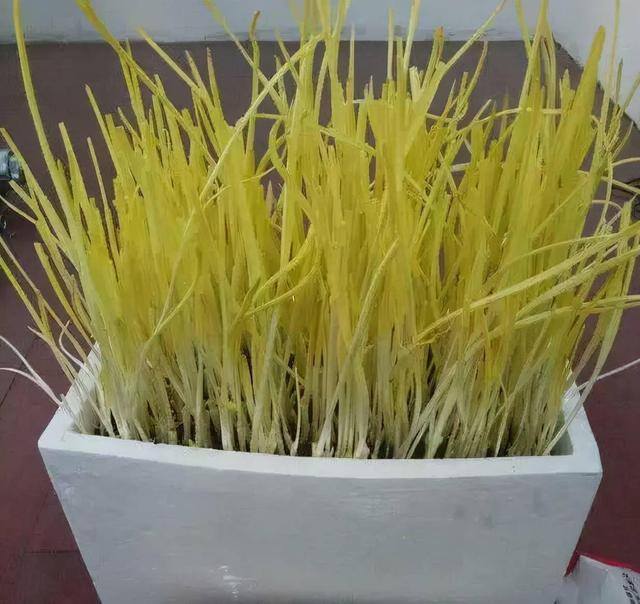 反季节蔬菜大棚种什么最挣钱（山东农民种蒜黄，一个大棚500多平方米，一斤5元你愿意干吗？）