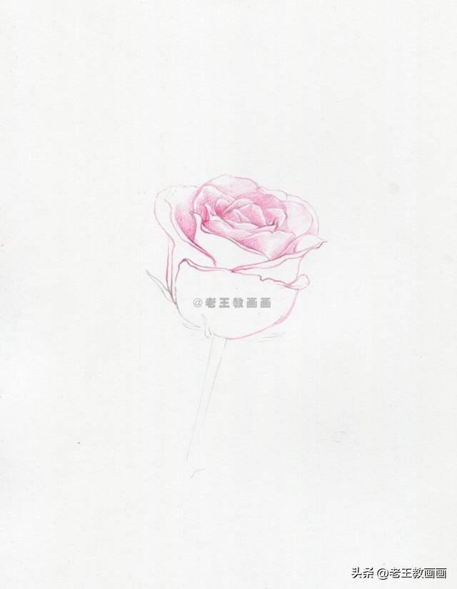玫瑰怎么画才好看（彩铅玫瑰花（范画原稿展示））