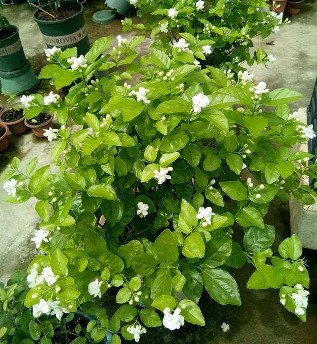 庭院花卉种植品种（最香的几种花卉植物）