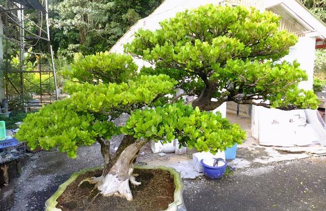 风水里最吉祥的花（院子里养4种花最好运，大气有不耐寒，寓意吉祥，寓意好！）
