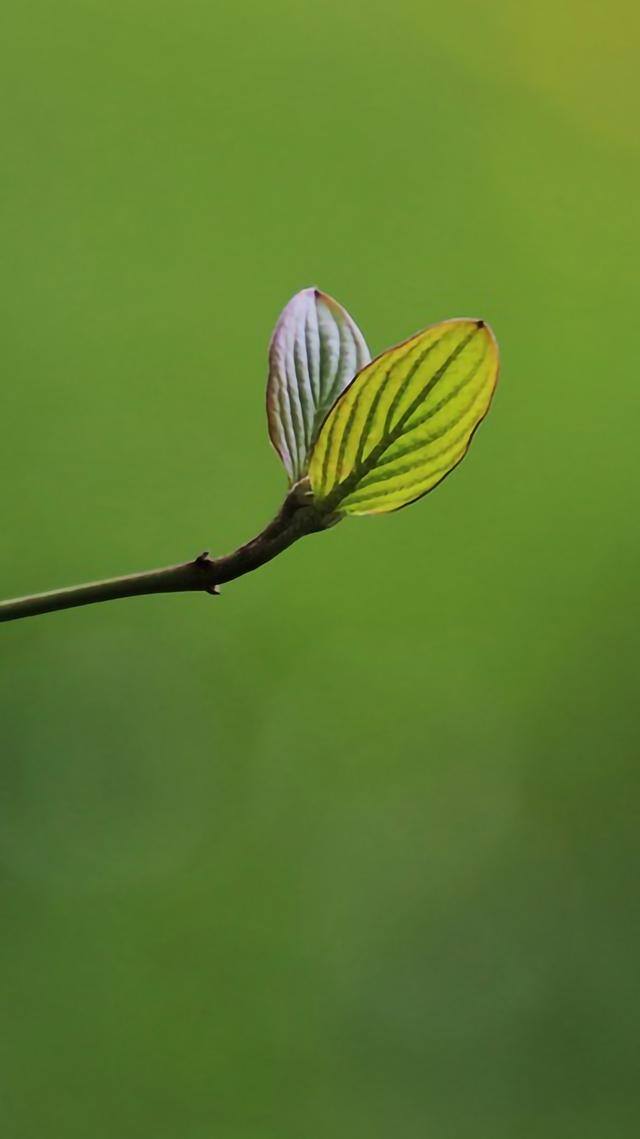 手机壁纸花（植物及花卉清新美图）