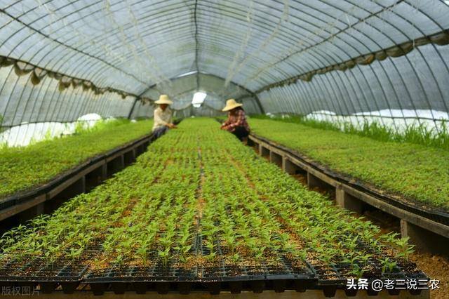 养100只兔子一年能赚多少钱（养猪，牛，鸡，兔赔钱的原因分析）