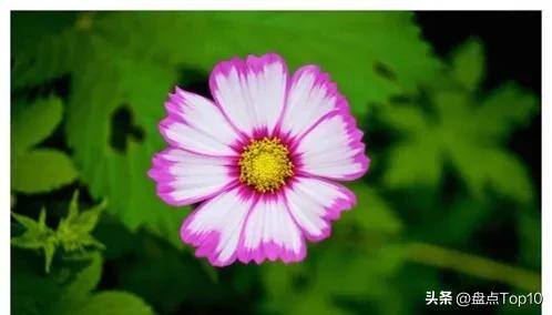 目前种植什么好（草花品种大盘点）