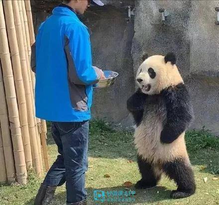 动物怎么画简单又漂亮（如何画出小动物？动物简单画法技巧！）