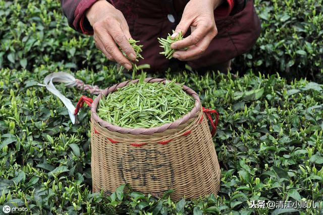 种植项目加盟（茶园养殖，如何做好生态管理？）