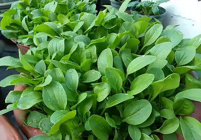 怎么种菜（阳台种菜很简单，只要试着3个步骤，长得肥厚油绿，想吃就摘）