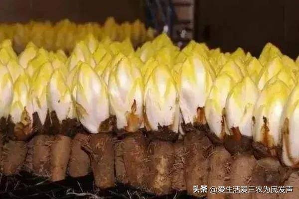 致富好项目（在家种植什么能赚钱？）