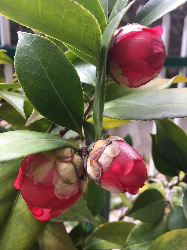 庭院花卉种植品种（院子里养这几种花，不怕冷不怕热，冬季零下也能开花不断！）