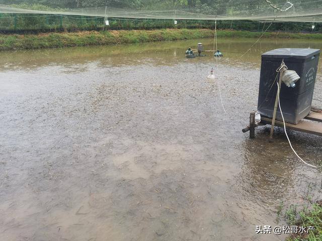 一亩泥鳅一年赚多少（泥鳅养殖的投入成本怎么样？）