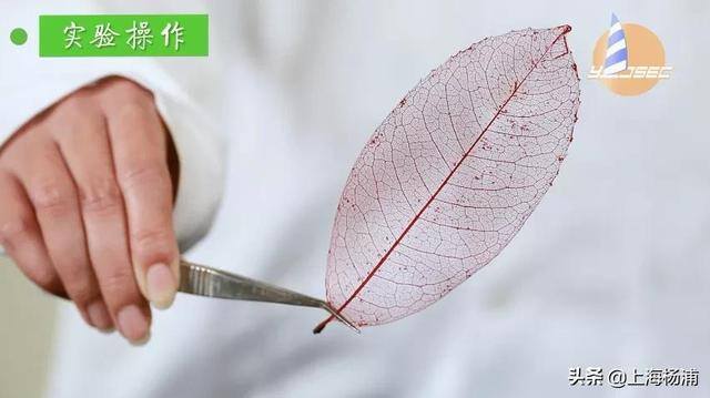 用废旧物品做手工简单又漂亮（手把手教你做“叶脉书签”）