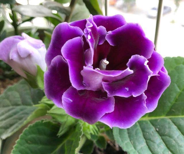 最好养的10种兰花（阳台上适合养什么花？）