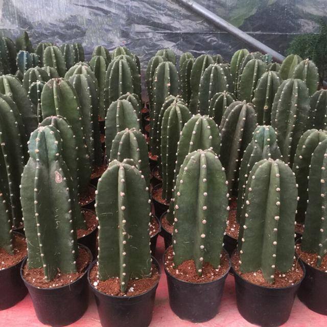最好养的10种兰花（阳台上适合养什么花？）