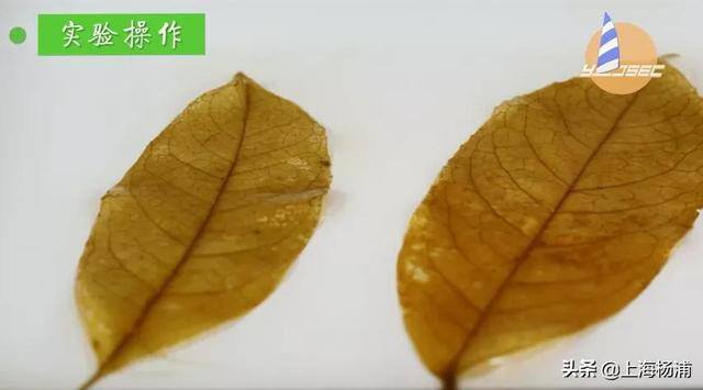 用废旧物品做手工简单又漂亮（手把手教你做“叶脉书签”）