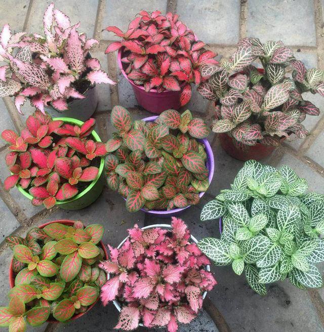 最好养的10种兰花（阳台上适合养什么花？）