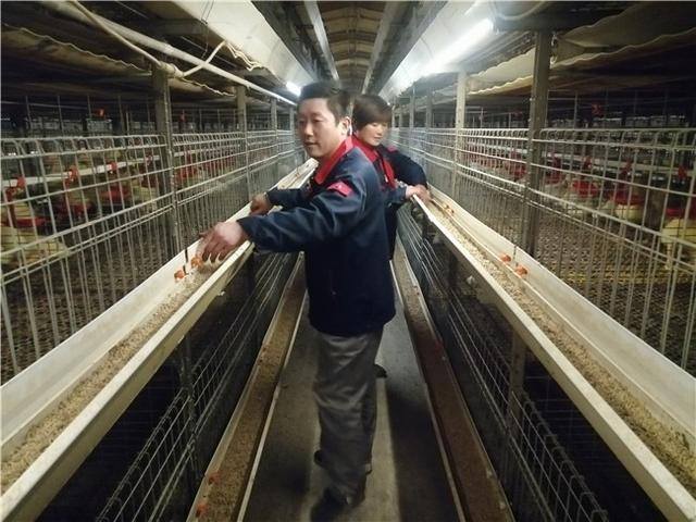 当鸭子一个月收入多少（新泰市楼德镇天信农牧智能化养殖助力肉鸭发展）