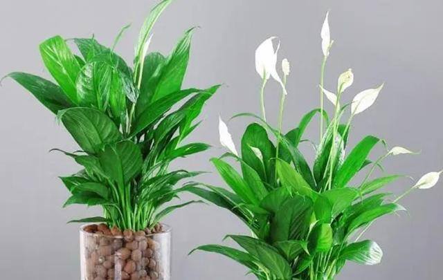 7种适合卧室养的植物（这5种植物适合养在卧室，有助于释放氧气，有助于睡眠）