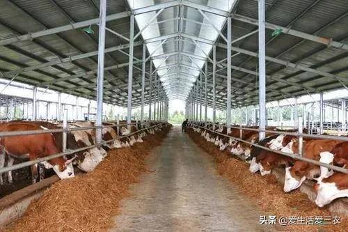 养牛的利润与成本（育肥牛的成本与利润）