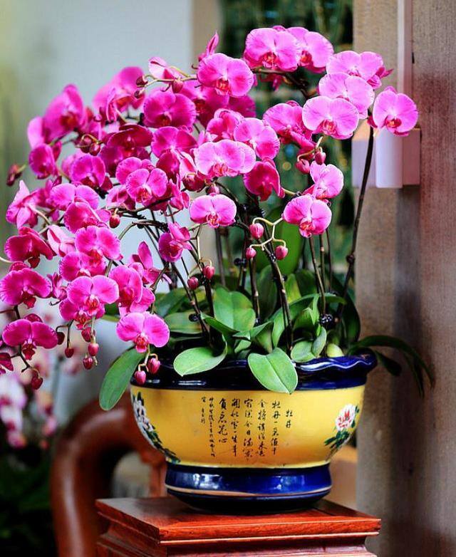 最好养的10种兰花（阳台上适合养什么花？）