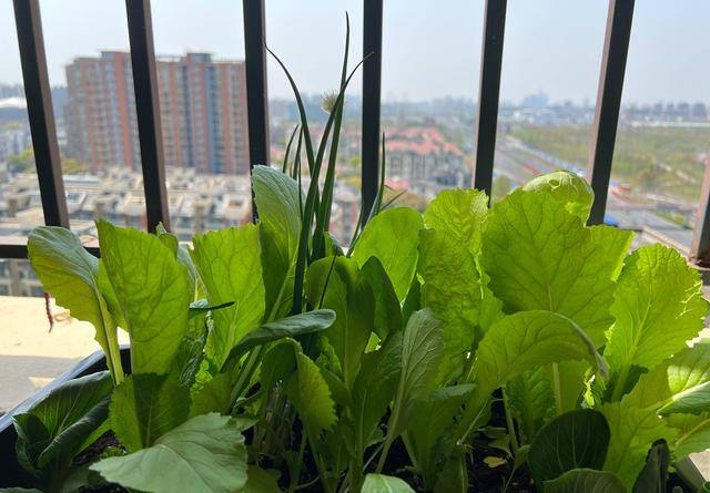 怎么种菜（阳台种菜很简单，只要试着3个步骤，长得肥厚油绿，想吃就摘）