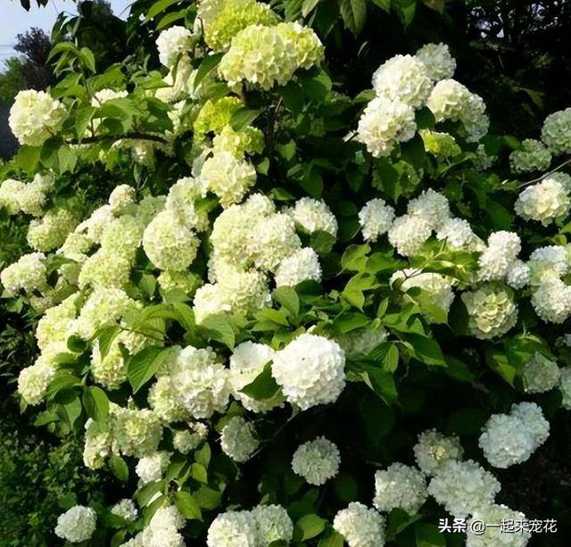 家门口种什么植物风水好又旺财（家门口种4种“旺宅树”，好养好看还有好兆头）