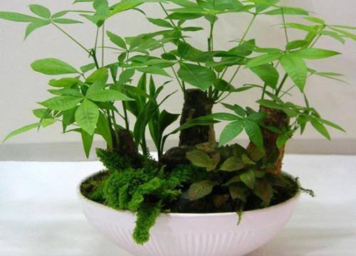 发财树怎么浇水（发财树如何浇水，你知道吗？）