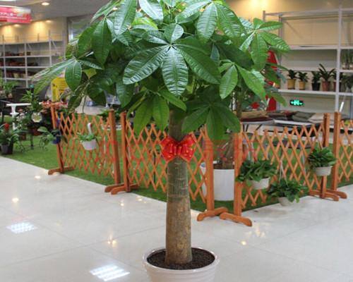 发财树怎么浇水（发财树如何浇水，你知道吗？）