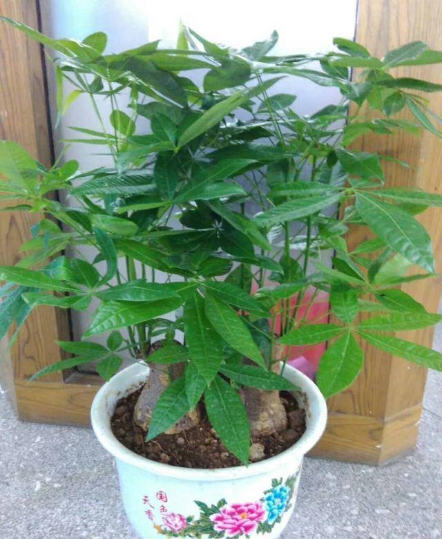 发财树放在家里哪个位置好（发财树的养护方位）
