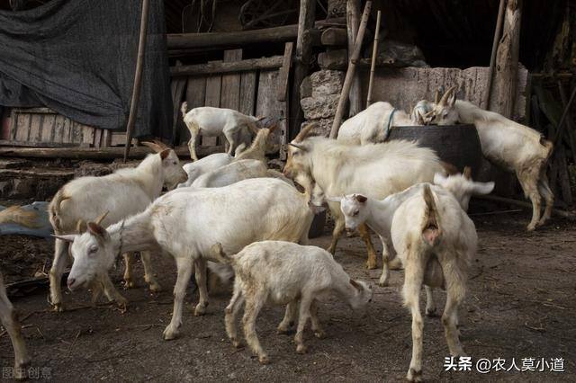 目前养殖什么最挣钱（在农村养殖什么是最稳的？）