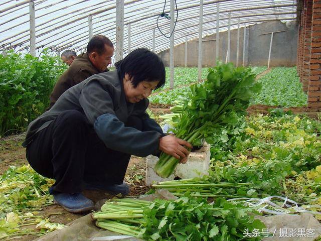 大棚蔬菜种植一亩一年能收入多少钱（一亩地蔬菜大棚一年能收入多少钱，让菜农来告诉你）