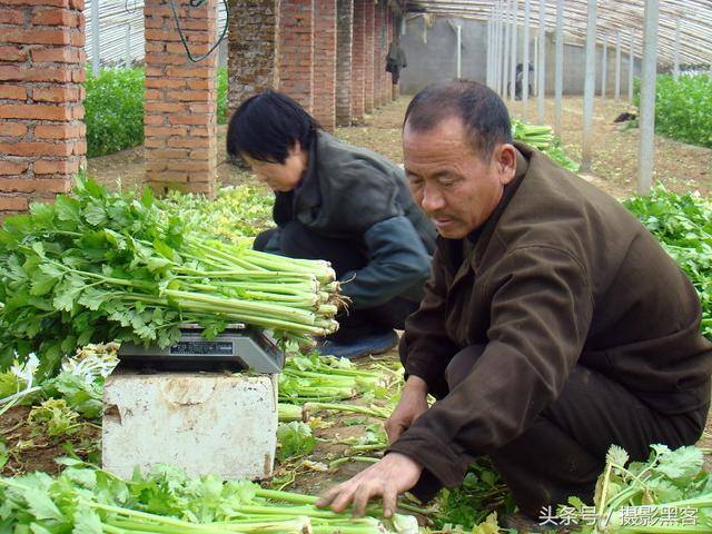 大棚蔬菜种植一亩一年能收入多少钱（一亩地蔬菜大棚一年能收入多少钱，让菜农来告诉你）
