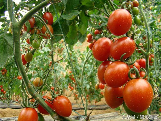 大棚蔬菜种植一亩一年能收入多少钱（一亩地蔬菜大棚一年能收入多少钱，让菜农来告诉你）