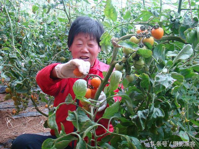 大棚蔬菜种植一亩一年能收入多少钱（一亩地蔬菜大棚一年能收入多少钱，让菜农来告诉你）