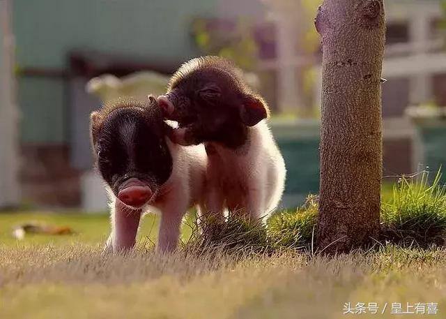 木命人适合什么行业最旺财（从命理五行角度来选择养什么宠物？）