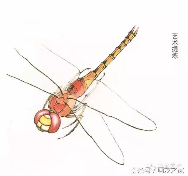 画蜻蜓又简单又漂亮（蜻蜓工笔画法步骤）